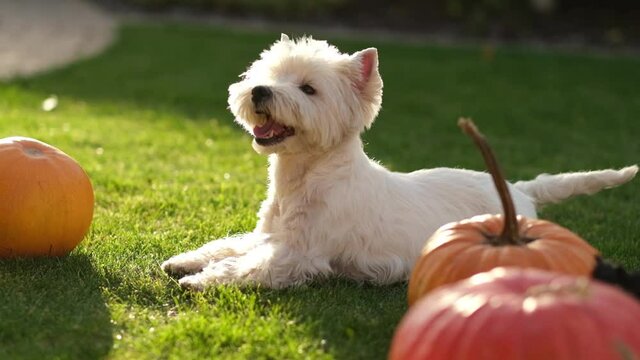 Master and obedient dog. Smart dog is joyfully executing commands.