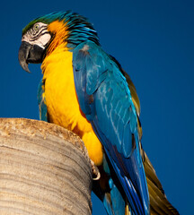 arara-canindé (Ara ararauna)