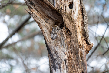 Eastern screech owl nesting in a dead tree in the woods. 2020 - Ottawa, Ontario, Canada