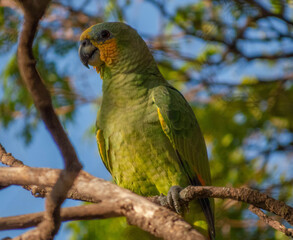 curica (Amazona amazonica)