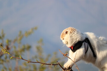 木登り猫　楽しい時間の過ごし方