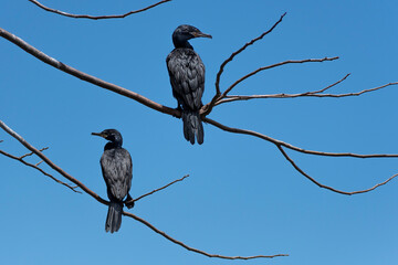 bird on a branch