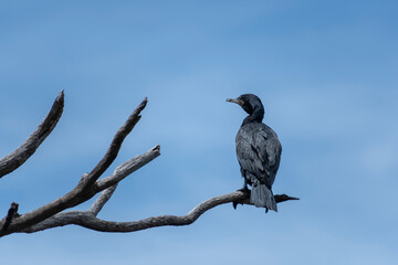 Cormorant on a tree