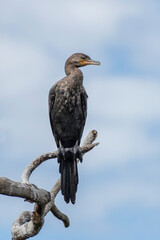 bird on a tree