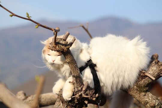 木登り猫　自由気ままに。