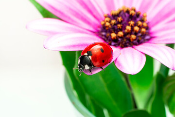 Extreme macro shots, Beautiful ladybug on flower leaf defocused background. © blackdiamond67