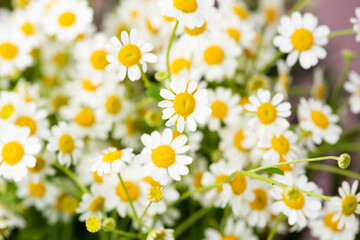 Beautiful chamomile daisy background