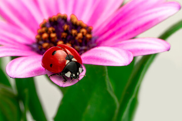 Extreme macro shots, Beautiful ladybug on flower leaf defocused background.