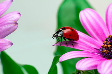 Extreme macro shots, Beautiful ladybug on flower leaf defocused background.