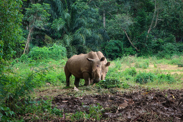 Couple of powerful rhinos view, Uganda