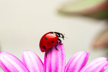 Extreme macro shots, Beautiful ladybug on flower leaf defocused background.