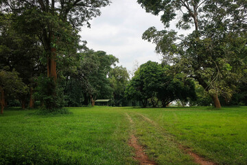 Fototapeta na wymiar Landscape of Entebbe botanical gardens view by summer, Uganda