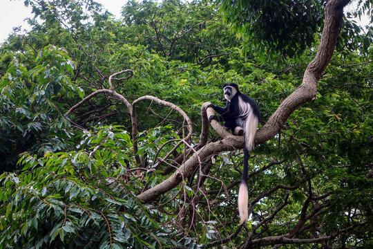 Wild monkey of Entebbe botanical garden, Uganda