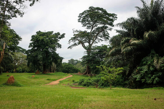 Landscape of Entebbe botanical gardens view by summer, Uganda