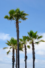 Fototapeta premium Palm Trees swaying in Wind