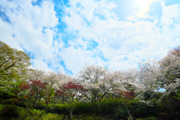 Obraz premium 鹿児島で偶然撮影された雲のようなUFO?（中央左の雲付近）【3枚目】