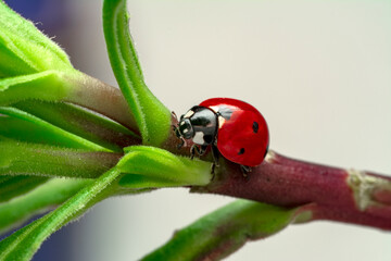Extreme macro shots, Beautiful ladybug on flower leaf defocused background.