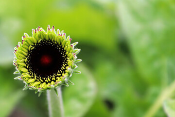 The black bud of a gerbera opening up