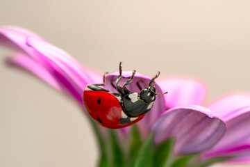 Extreme macro shots, Beautiful ladybug on flower leaf defocused background. © blackdiamond67