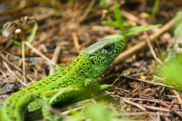 Green lizard  close up on the grass. Exotic animal, selective focus, tilt shift