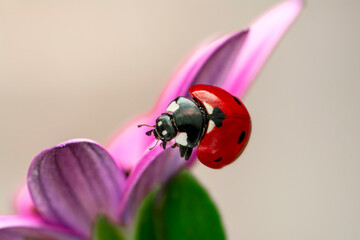 Extreme macro shots, Beautiful ladybug on flower leaf defocused background.