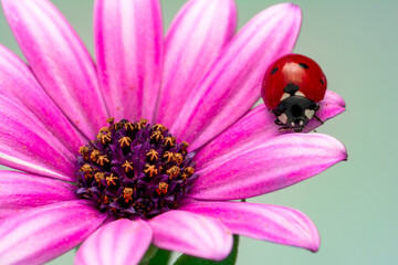 Extreme macro shots, Beautiful ladybug on flower leaf defocused background.