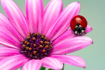 Extreme macro shots, Beautiful ladybug on flower leaf defocused background. © blackdiamond67