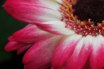Macro of a pink gerbera upper right hand corner