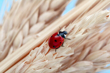 Extreme macro shots, Beautiful ladybug on flower leaf defocused background.