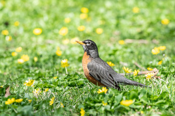 A beautiful American Robin looking for breakfast in a field of yellow flowers.