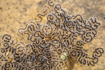 American Toad Eggs in Pond