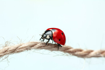 Extreme macro  shots, Beautiful ladybug . isolated on a white background.