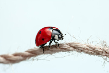 Extreme macro  shots, Beautiful ladybug . isolated on a white background.