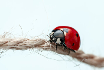 Extreme macro  shots, Beautiful ladybug . isolated on a white background.