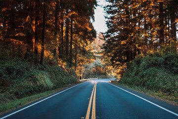 Obraz premium road in Oregon Redwoods National Park
