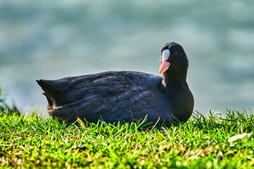 La folaga eurasiatica on the garda  lake, Fulica atra