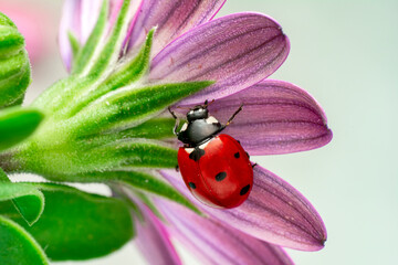 Extreme macro shots, Beautiful ladybug on flower leaf defocused background.