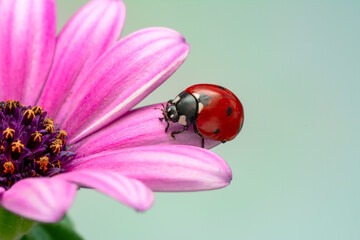 Extreme macro shots, Beautiful ladybug on flower leaf defocused background.