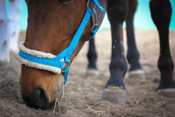 A bay horse eats from the ground, muzzle close. A blue bridle, headband, the equipment, harness,...