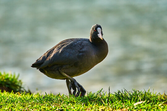 La folaga eurasiatica on the garda  lake, Fulica atra