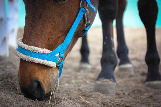A bay horse eats from the ground, muzzle close. A blue bridle, headband, the equipment, harness, put on the head of the mare, stallion to control the animal. Horse feet with hooves in defocus. 