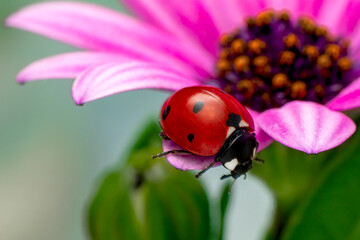 Extreme macro shots, Beautiful ladybug on flower leaf defocused background.