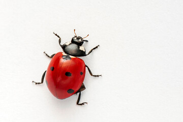 Extreme macro  shots, Beautiful ladybug . isolated on a white background.