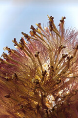 Macro of the seed tufts on gerbera after blooming
