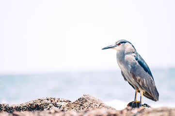 contemplando el mar