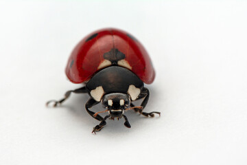 Extreme macro  shots, Beautiful ladybug . isolated on a white background.