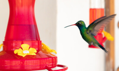 Colibrí © RUBÉN