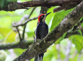 Male Black Cheeked Woodpecker