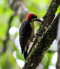 red billed hornbill