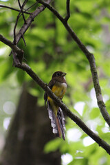 yellow headed woodpecker